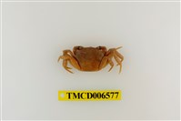 藏品(拉氏清溪蟹)的圖片